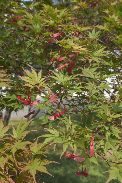 鸡爪槭