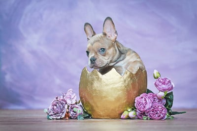 鸡蛋中的法国斗牛犬小狗