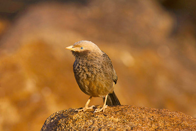 大型灰色Babbler, Turdoides malcolmi，汉比，卡纳塔克邦，印度