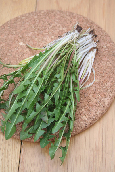 蒲公英豆芽
