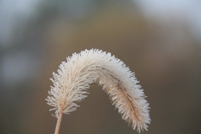 磨砂狐尾