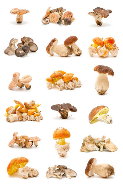 食用蘑菇