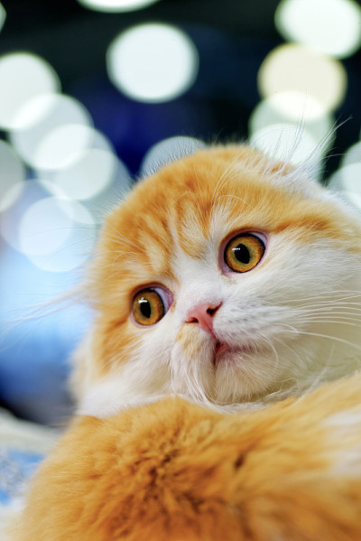 苏格兰小折耳猫