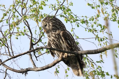 乌拉尔猫头鹰(Strix uralensis)瑞典