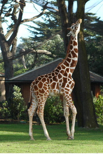 长颈鹿,Giraffa鹿豹座