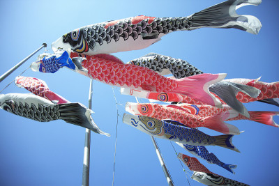 鲤鱼等浮电缆