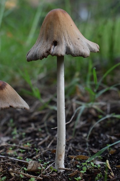 孤独而可爱的Coprinus