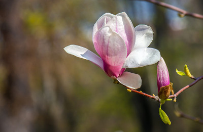 木兰花。