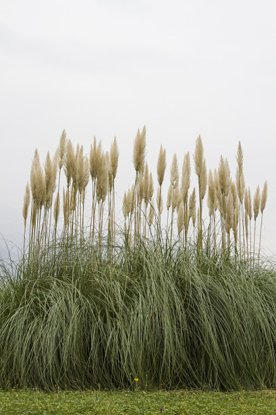 Cortaderia selloana