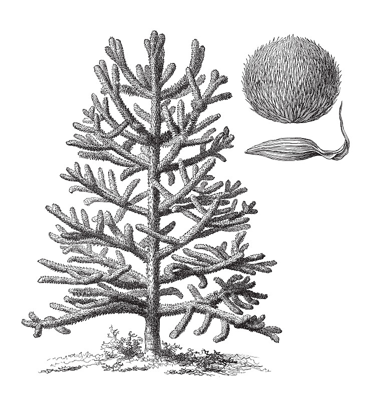 猴谜树(Araucaria araucana) -复古雕刻插图