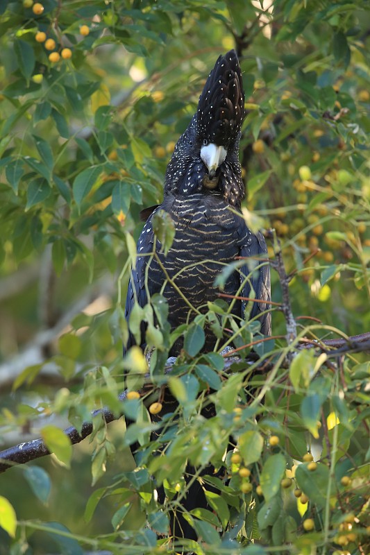 澳大利亚昆士兰红尾黑凤头鹦鹉(Calyptorhynchus banksii