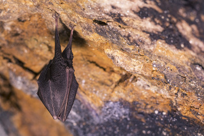 近距离观察正在睡觉的小马蹄蝠(Rhinolophus hipposideros)倒挂在洞穴顶部