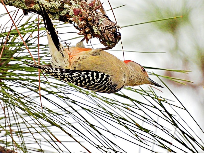 红腹啄木鸟(Melanerpes carolinus)倒立在一棵树上