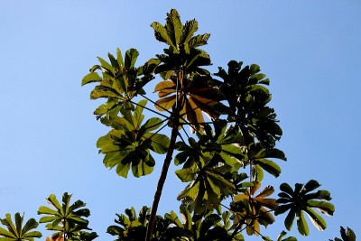 安宝巴属植物
