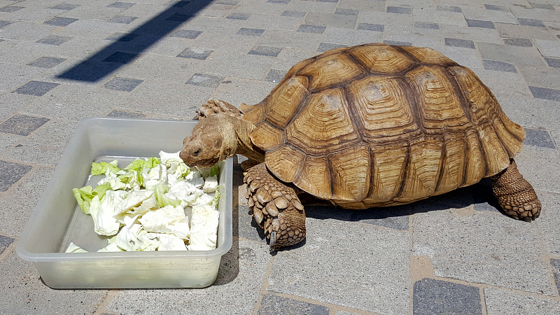 在一个阳光明媚的夏日，大乌龟在吃盘子里的卷心菜