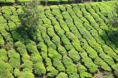 鲜绿茶种植园