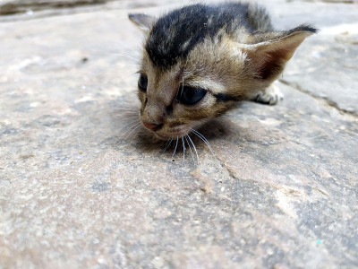 可爱的小猫