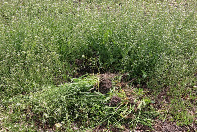 将杂草连根拔起。杂草荠菜。