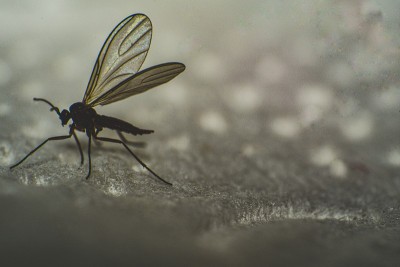 昆虫放大照相
