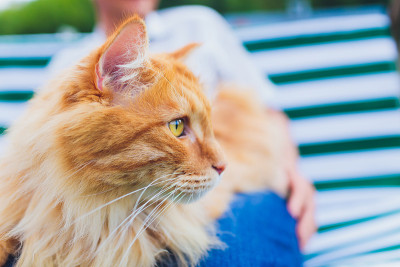 那只猫正坐在他的手上。Kurilian短尾猫。