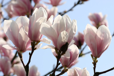 Magnolie在春天