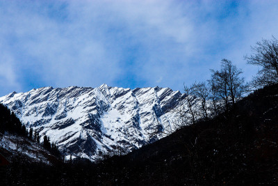 背景是白雪覆盖的山，前面是松树覆盖的山。