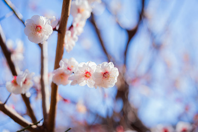 春天花园公园里粉红色的梅花盛开