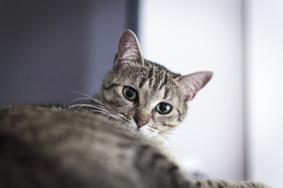 猫