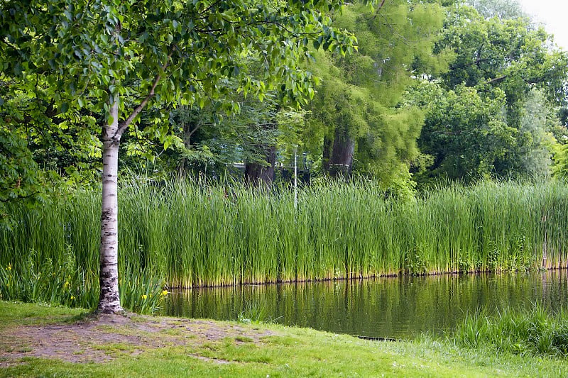 阿姆斯特丹Vondelpark的树木，池塘，植物。这是一个47公顷的城市公共公园。这是一个夏天。