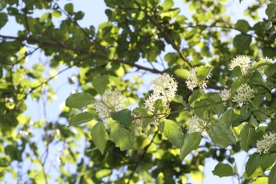花上的蜜蜂