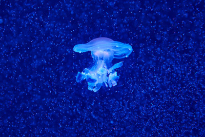 浮游生物云中的地中海水母