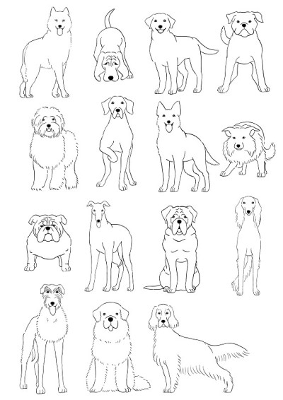 大犬群和中犬种手绘
