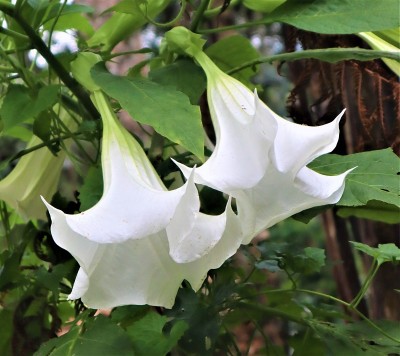 小号花