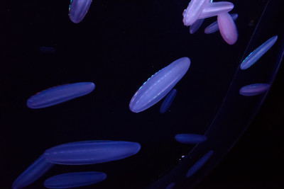 水母