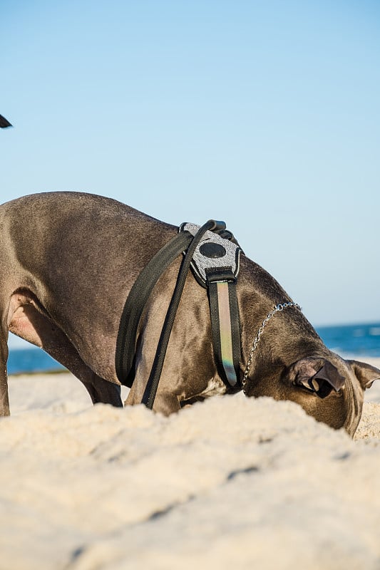 比特犬在日落时在海滩上玩耍。在阳光明媚的日子里享受沙滩和大海