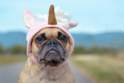 可爱有趣的法国斗牛犬装扮成万圣节服装形状的粉红色针织独角兽帽子