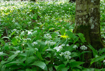 在春天开花的ramsons