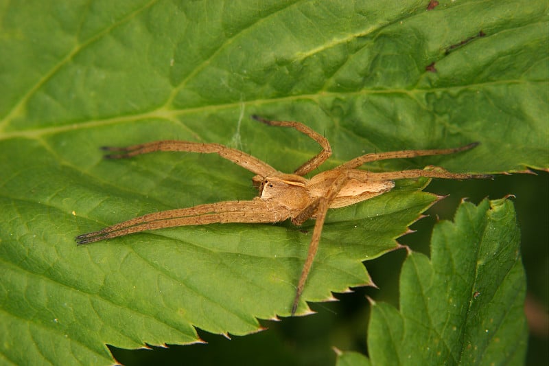 苗圃蛛(Pisaura mirabilis)