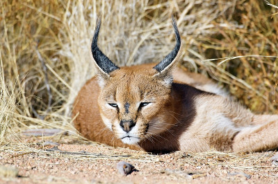 加拉加斯(Felis Caracal)