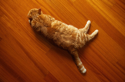 猫美国短毛成年桔睡在木地板上
