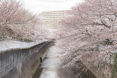 春天樱花盛开在神田河沿岸
