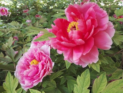 Subshrubby牡丹