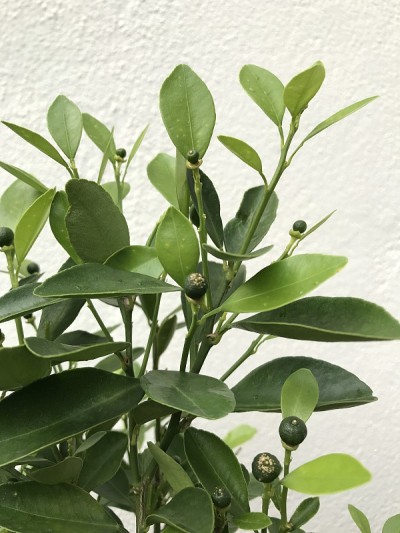 石灰