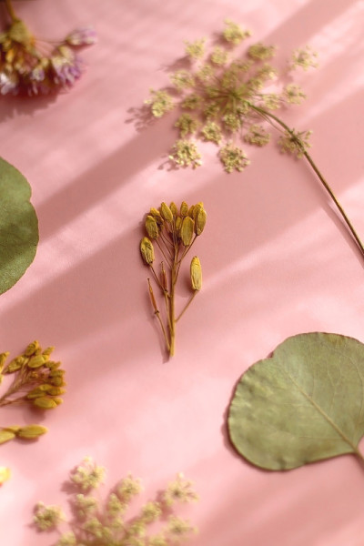按下的花朵