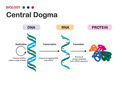 生物学图解显示了细胞内RNA转录和蛋白质翻译的中心法则概念