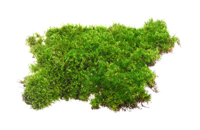 在白色背景上孤立的绿色苔藓