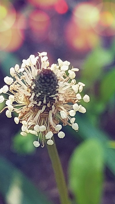 精致Spitzwegerich开花