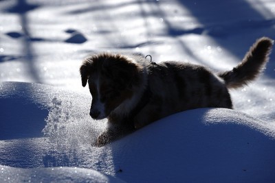 狗狗小狗冬天的雪