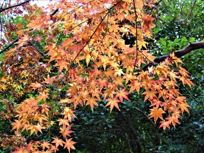12月。东京地区金秋的最后一周。