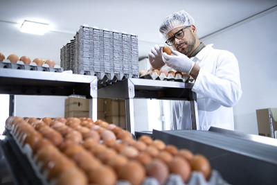 身穿白大褂、头戴发网的技术人员在食品加工厂或农场检查工业生产的鸡蛋。
